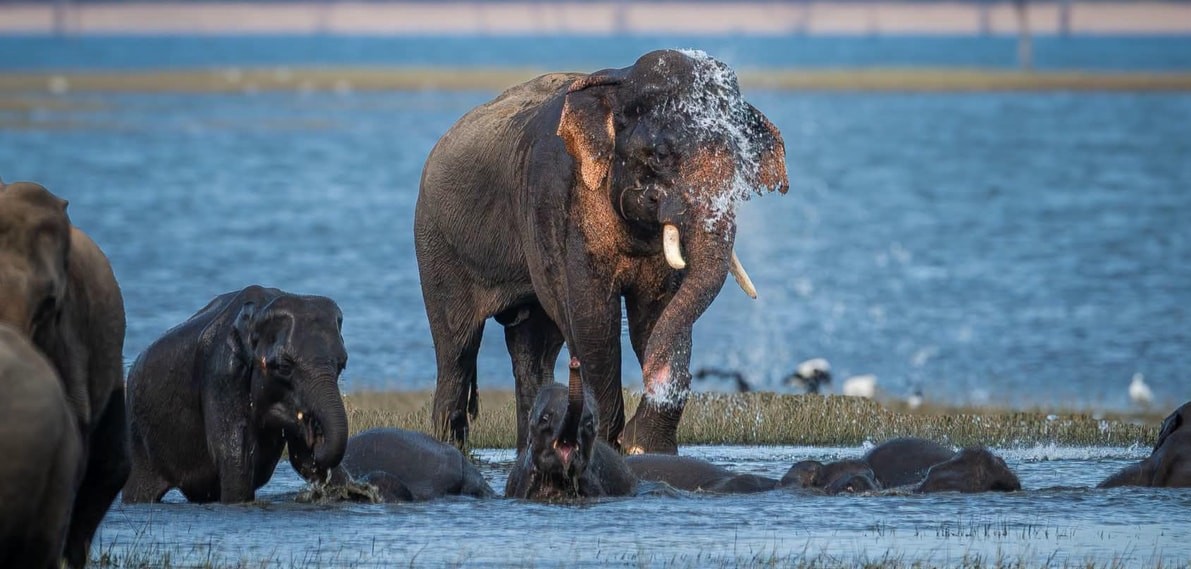 Minneriya National Park