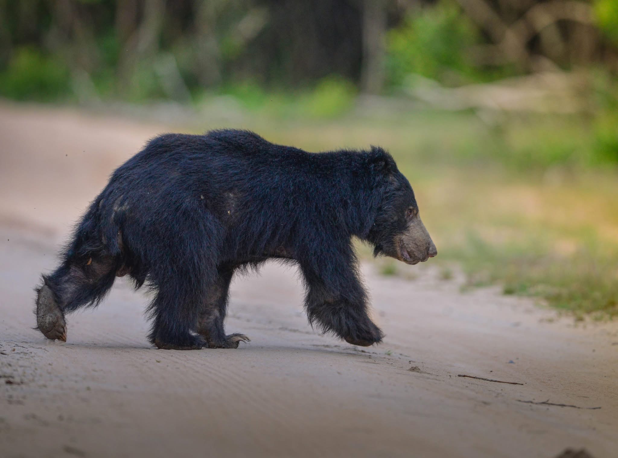 Wilpattu National Park