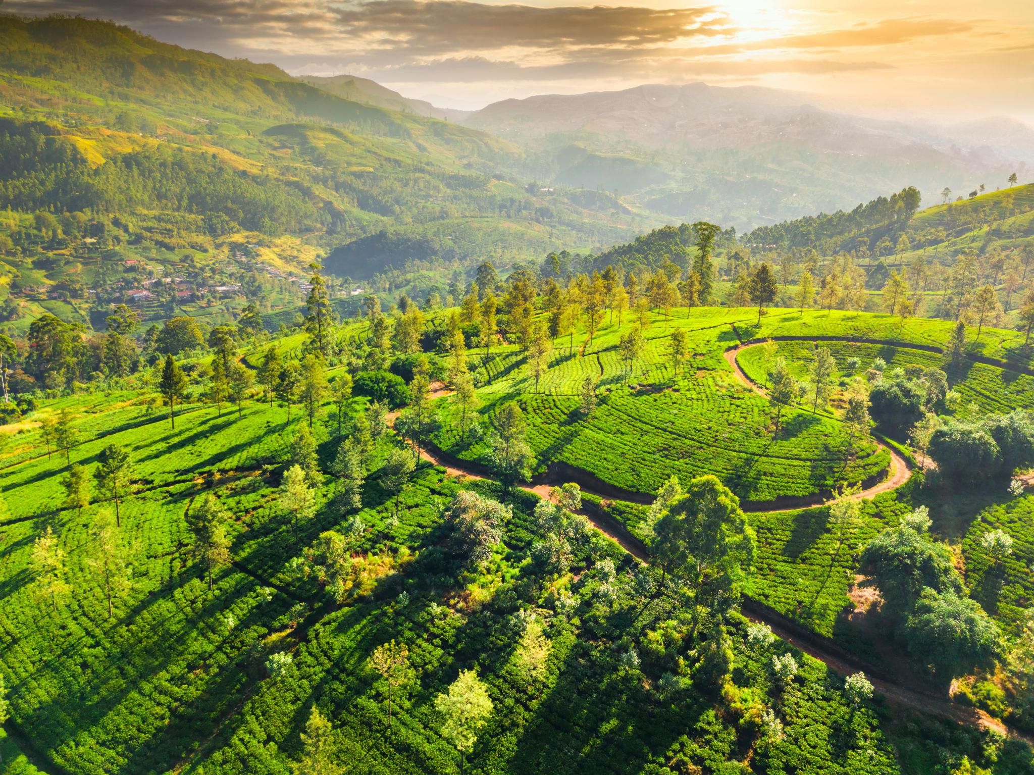 Nuwara Eliya