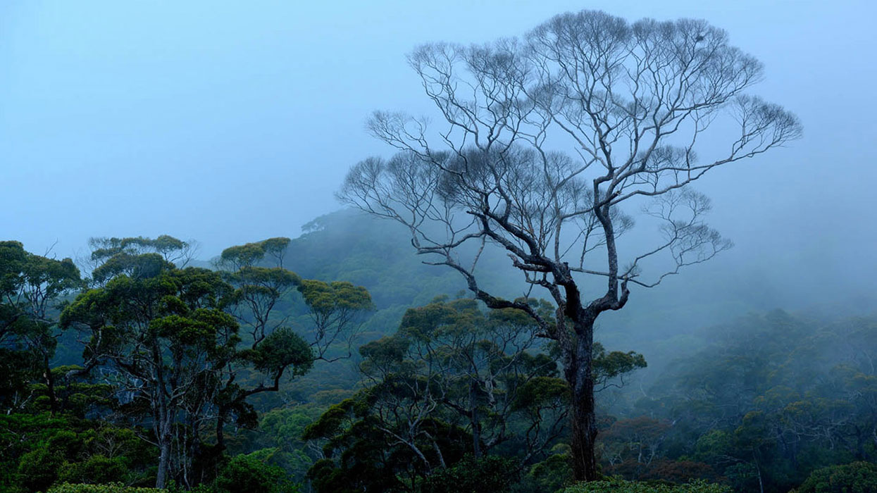 Sinharaja Rainforest