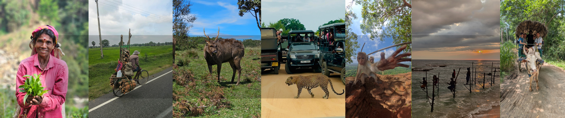 The Classic Sri Lankan Tour